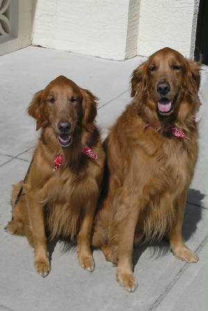 DOGS-BaileyCasey.jpg