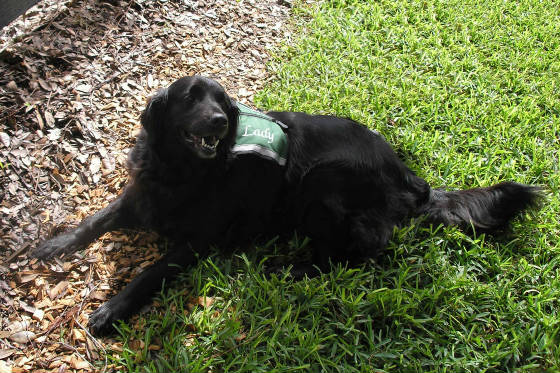 DOGS-Lady.jpg