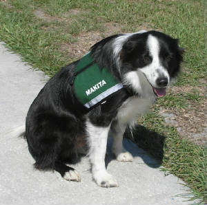 DOGS-Makita.JPG