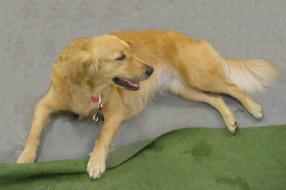 DOGS-Mandy.jpg