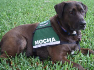 DOGS-Mocha.jpg