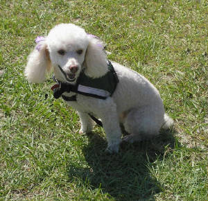 DOGS-Molly.JPG