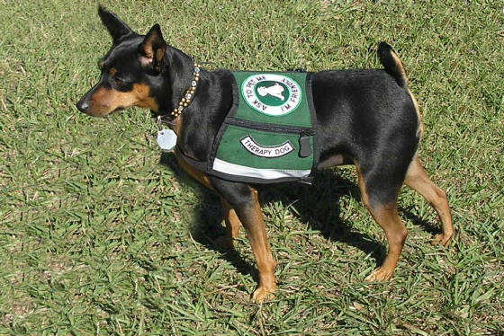 DOGS-Zoie.JPG