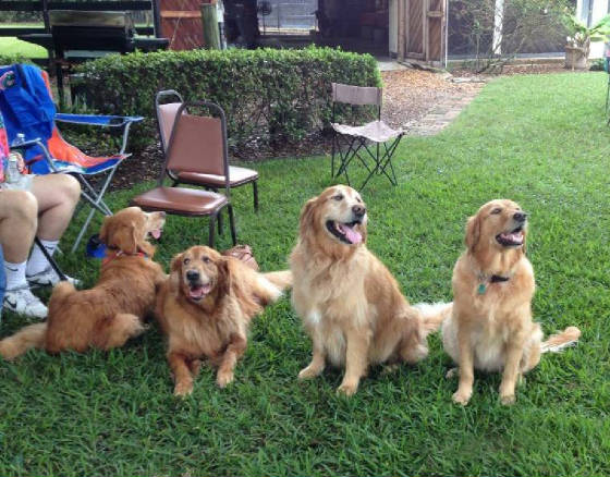 Goldens2.jpg