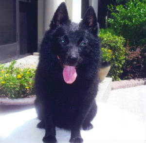 Sheeba.JPG