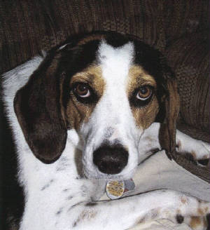 dollee-downs.JPG